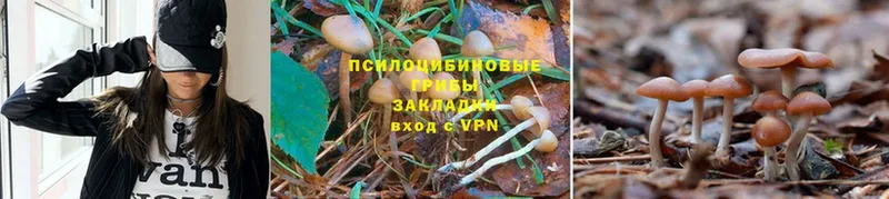 Псилоцибиновые грибы Magic Shrooms  Кедровый 